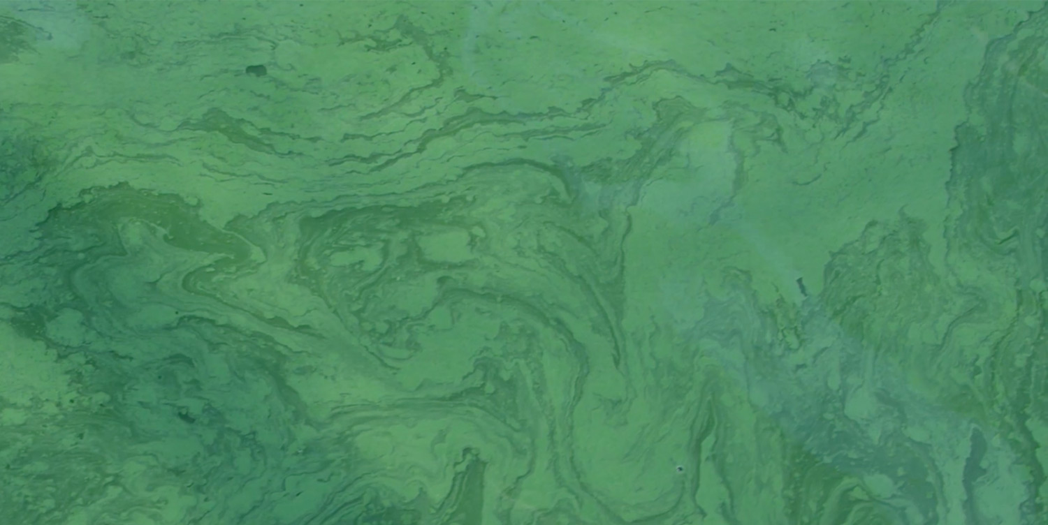 Algae pool